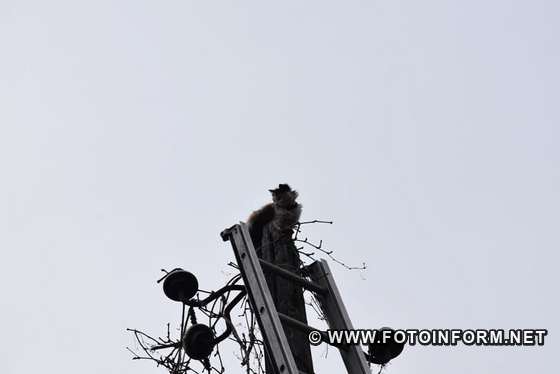 У Кропивницькому рятувальники допомогли зняти кота зі стовпа (фото)
